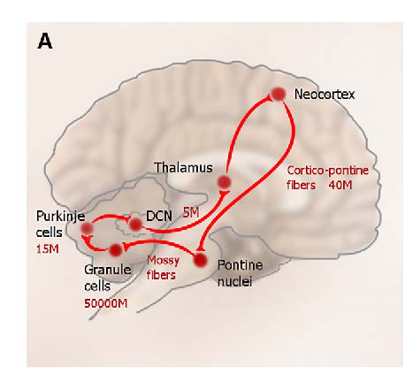 Cell counts in loop between cortex to cerebellum